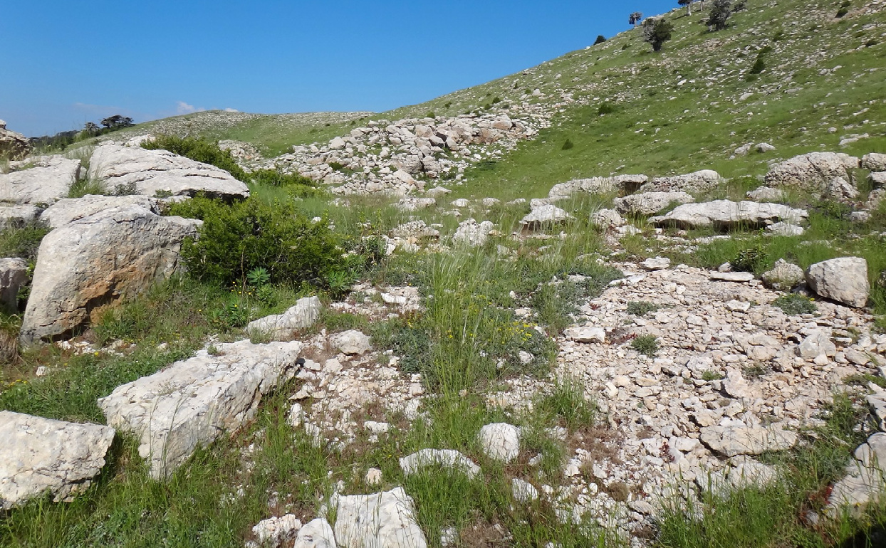 Kohu Moutain, Antalya Province, Turkey type locality Vipera a. anatolica